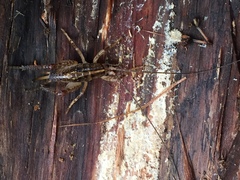 Talitropsis