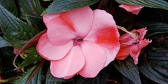 Impatiens hawkeri