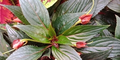 Impatiens hawkeri