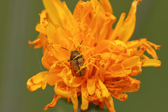 Cryptocephalus laetus