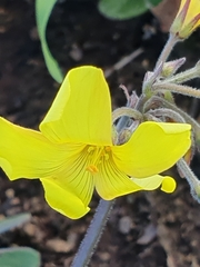 Oxalis pes-caprae sericea