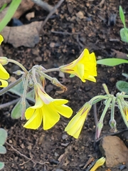 Oxalis pes-caprae sericea
