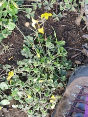 Oxalis pes-caprae sericea