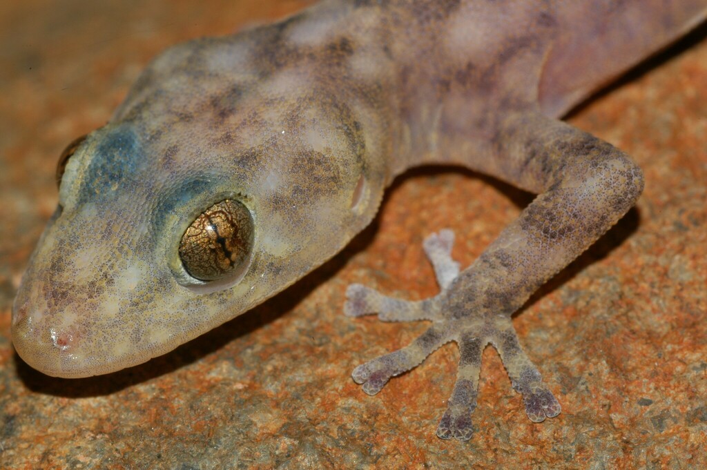 Haacke's Flat Gecko