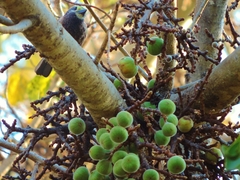 Stactolaema whytii