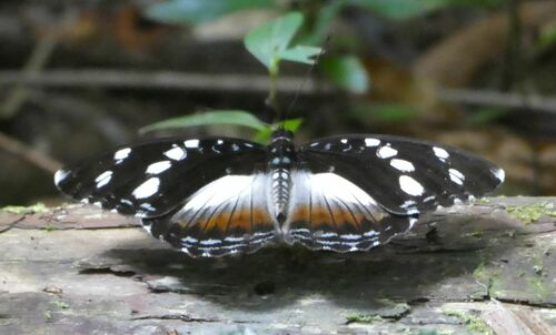 Forest Glade Nymph