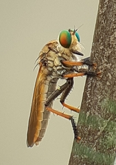 Cophinopoda