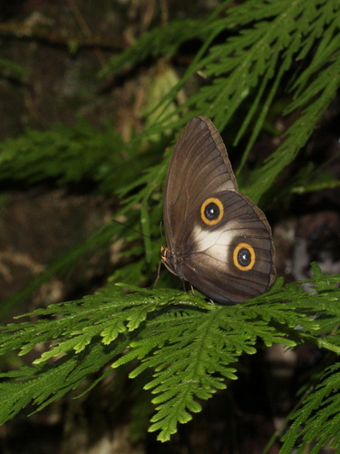 Taenaris urania
