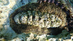 Acanthopleura gemmata