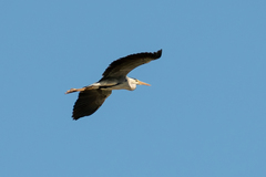 Ardea cinerea