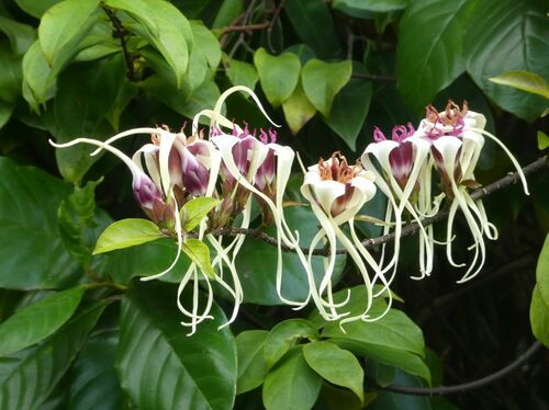 Strophanthus sarmentosus