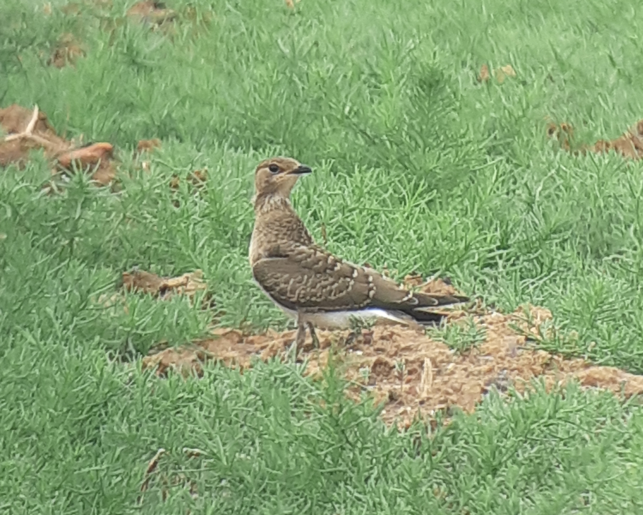 Oriental Pratincole