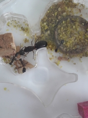 Camponotus barbaricus