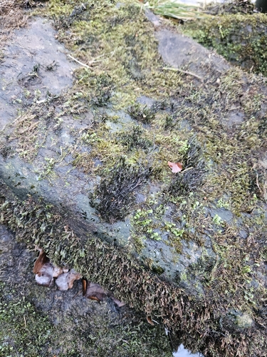 Image of Streamside Schistidium Moss (Schistidium rivulare) by (c) Helen Waterman, some rights reserved (CC BY)