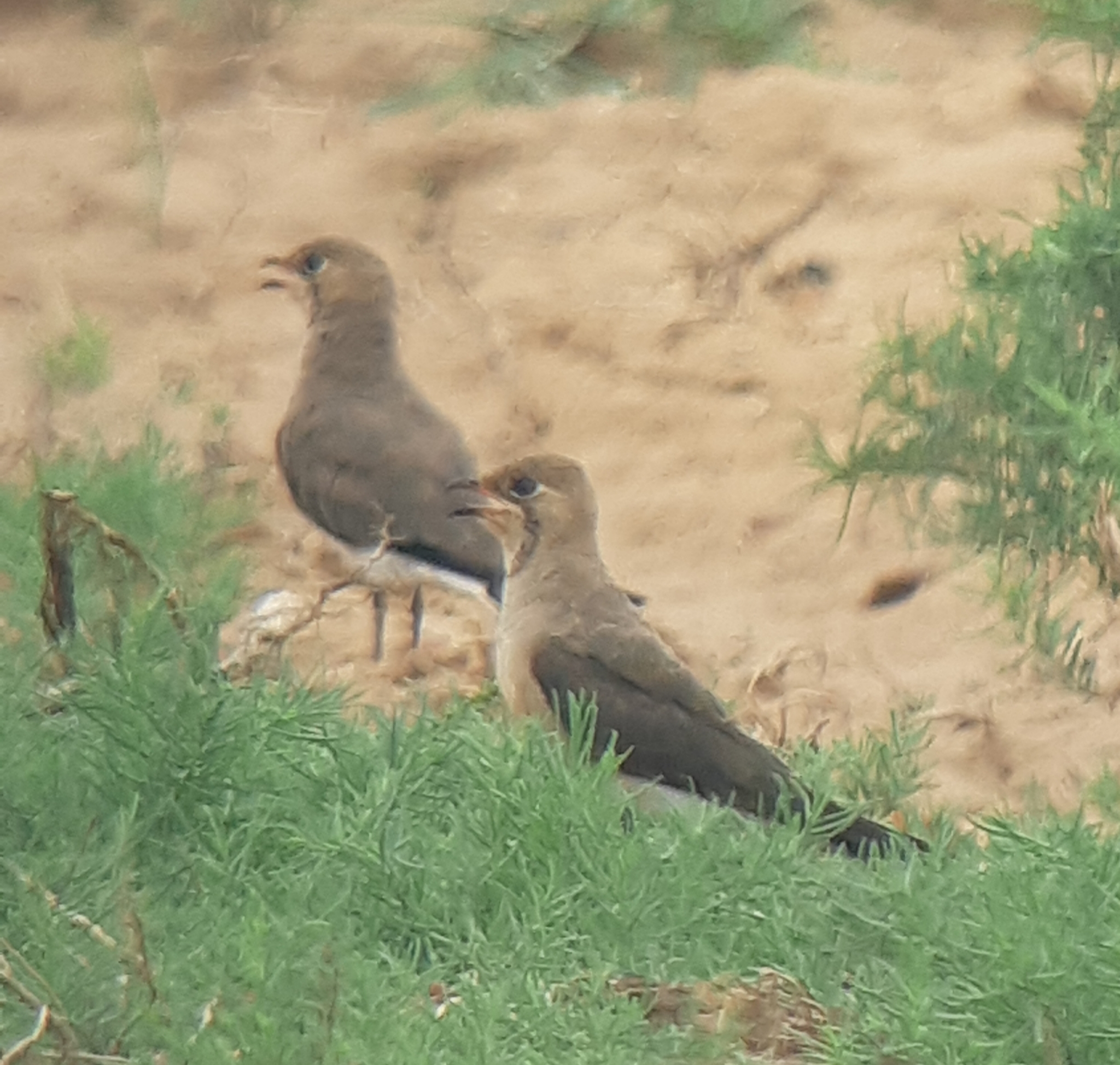 Oriental Pratincole