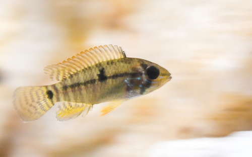 Hippolyta dwarf cichlid (Apistogramma hippolytae) — Cichlidae