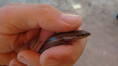 Brasiliscincus heathi