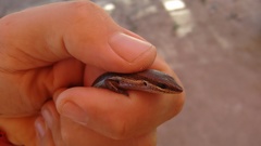 Brasiliscincus heathi