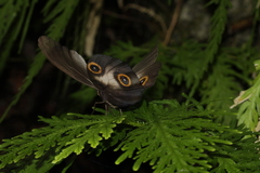 Taenaris urania