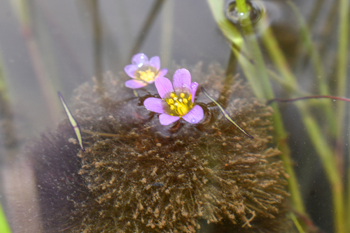Forked fanwort (Cabomba furcata)