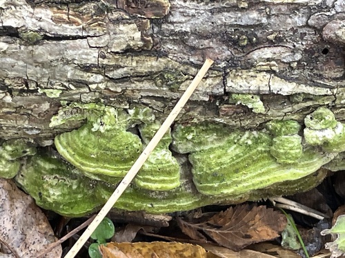 Mossy Maze Polypore (Cerrena unicolor)