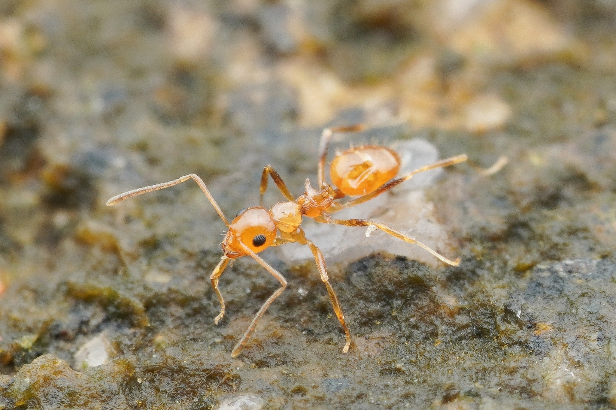 Lepisiota chapmani