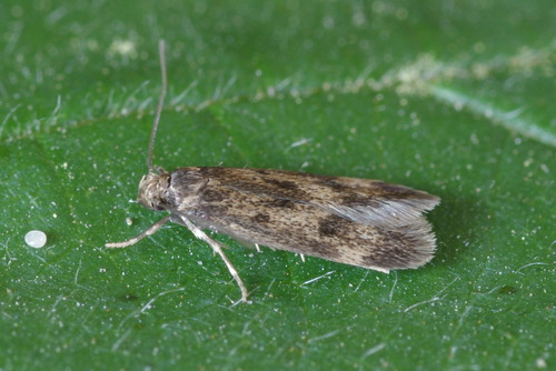 Borkhausenia fuscescens Haworth, 1829