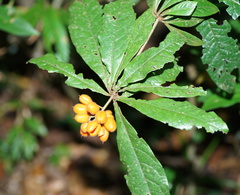 Pittosporum rubiginosum