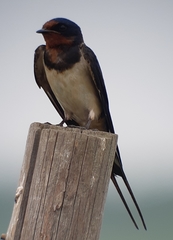 Hirundo rustica