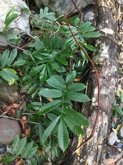 Millettieae