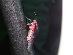 Taicallimorpha albipuncta