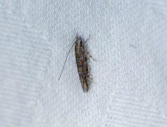 Metharmostis multilineata