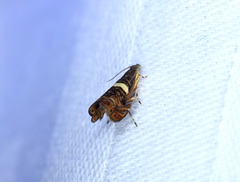 Hilarographa shehkonga