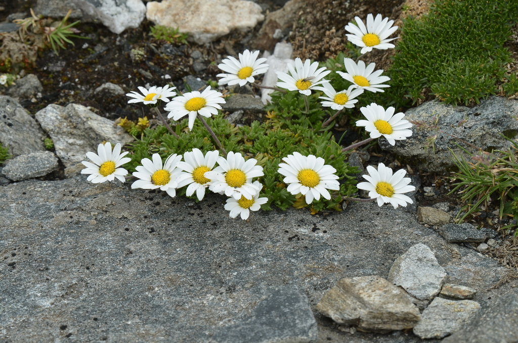 Alpine Moon-daisy from Grauleitenspitze, Mallnitz, Österreich on July ...