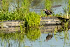Spodiopsar cineraceus