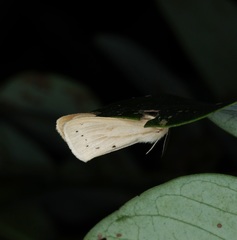 Laelia anamesa