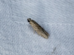 Ectomyelois ceratoniae