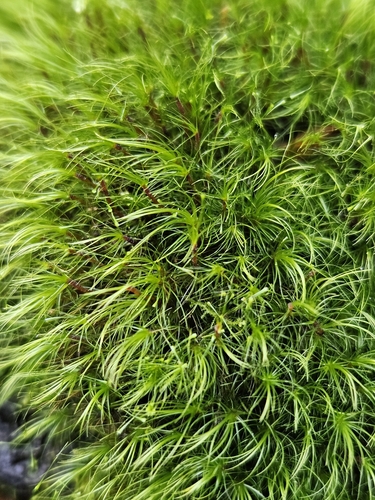 Dicranodontium denudatum