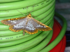 Epobeidia lucifera extranigricans