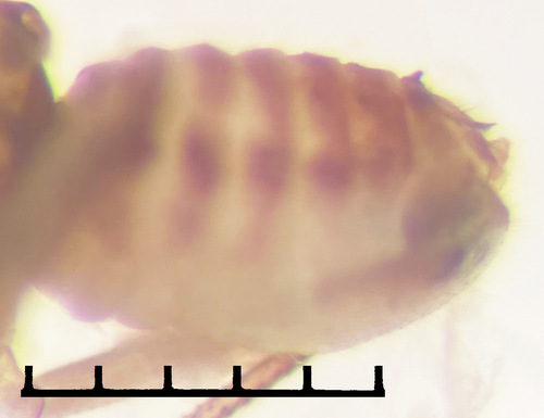 Ectopsocus briggsi, photo 7 of 8