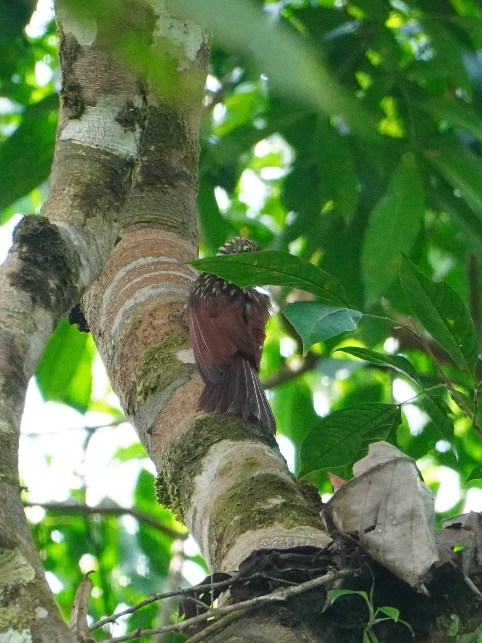 Black-striped Woodcreeper illustration