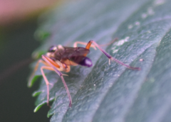 Ctenopelmatinae