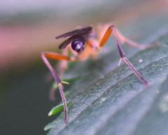 Ctenopelmatinae