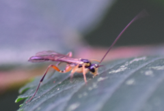 Ctenopelmatinae