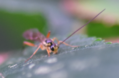 Ctenopelmatinae