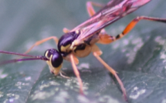 Ctenopelmatinae