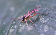 Ctenopelmatinae