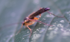 Ctenopelmatinae