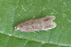Bryotropha senectella