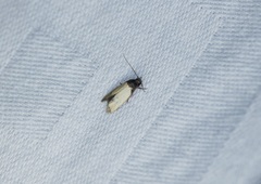 Tyrolimnas anthraconesa